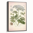 Vintage Botanical Illustration of Masterwort – Botanical Art Prints