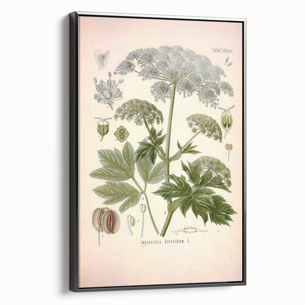 Vintage Botanical Illustration of Masterwort – Botanical Art Prints