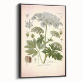 Vintage Botanical Illustration of Masterwort – Botanical Art Prints