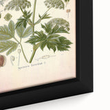 Vintage Botanical Illustration of Masterwort – Botanical Art Prints