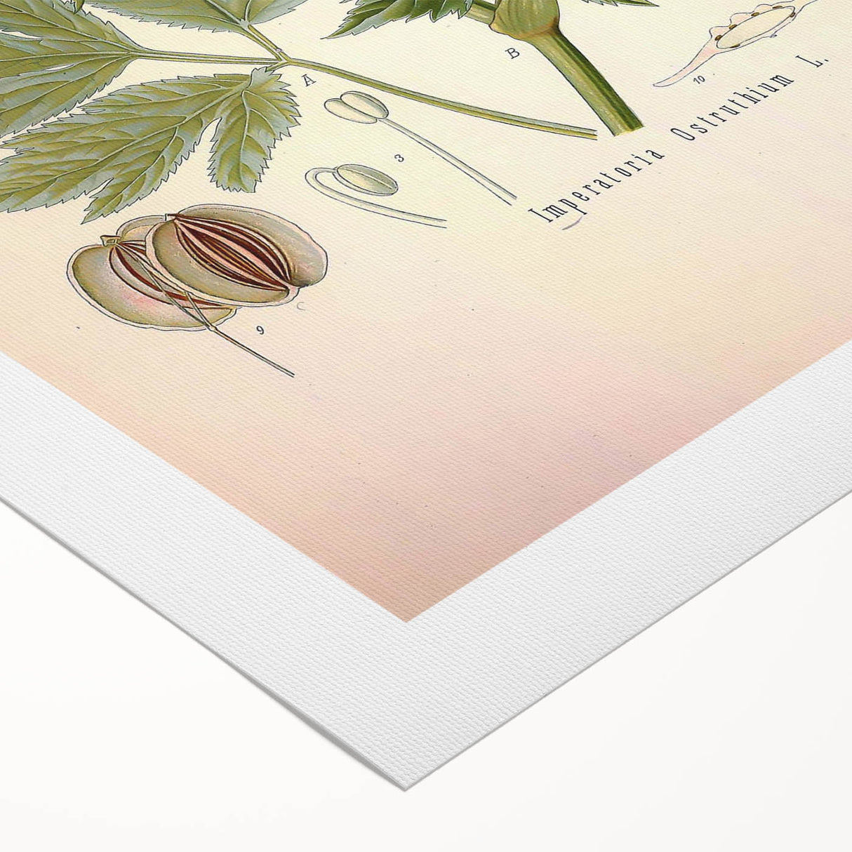 Vintage Botanical Illustration of Masterwort – Botanical Art Prints
