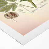 Vintage Botanical Illustration of Masterwort – Botanical Art Prints