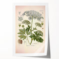 Vintage Botanical Illustration of Masterwort – Botanical Art Prints