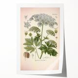 Vintage Botanical Illustration of Masterwort – Botanical Art Prints