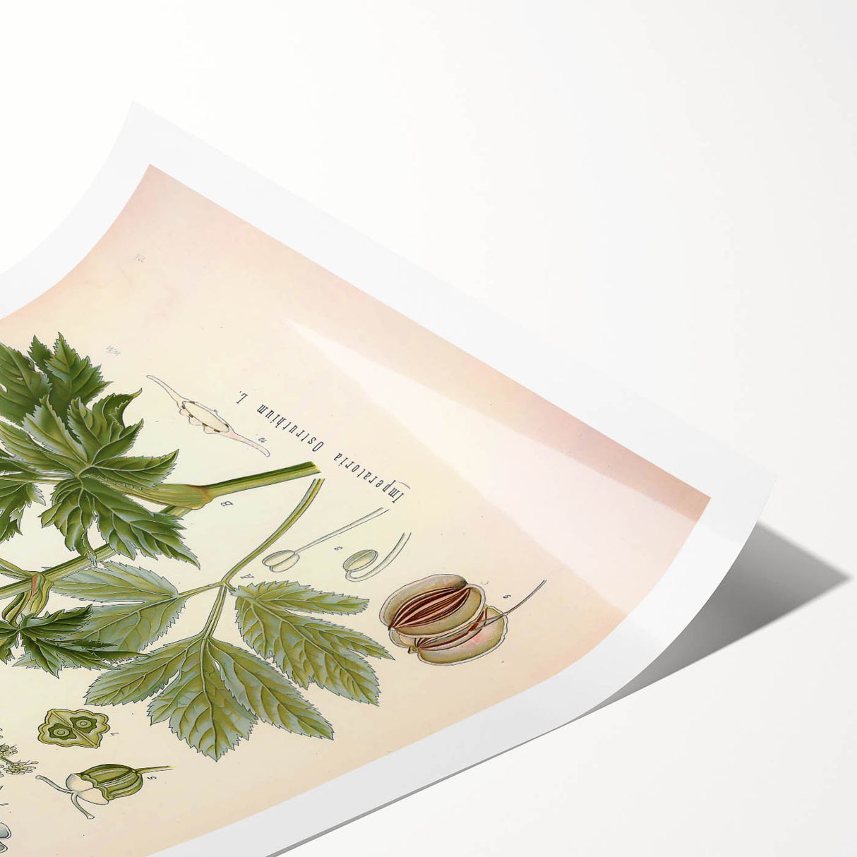 Vintage Botanical Illustration of Masterwort – Botanical Art Prints