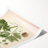 Vintage Botanical Illustration of Masterwort – Botanical Art Prints
