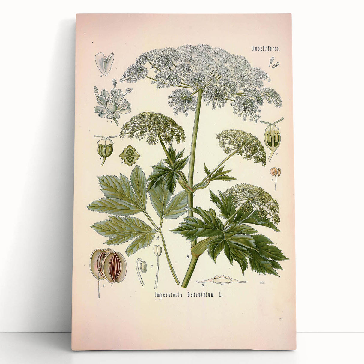 Vintage Botanical Illustration of Masterwort – Botanical Art Prints