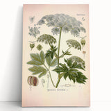 Vintage Botanical Illustration of Masterwort – Botanical Art Prints