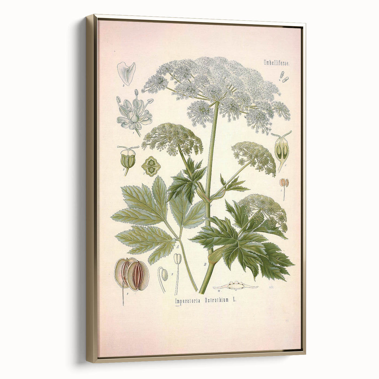 Vintage Botanical Illustration of Masterwort – Botanical Art Prints