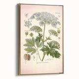 Vintage Botanical Illustration of Masterwort – Botanical Art Prints
