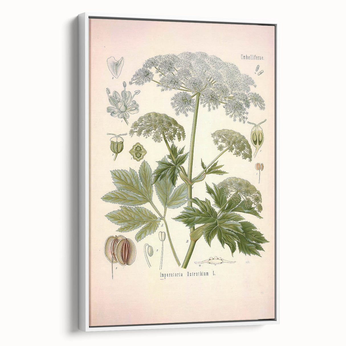 Vintage Botanical Illustration of Masterwort – Botanical Art Prints