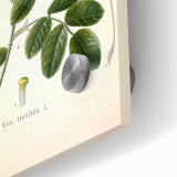 Vintage Botanical Illustration of Rose – Botanical Art Prints