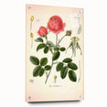 Vintage Botanical Illustration of Rose – Botanical Art Prints