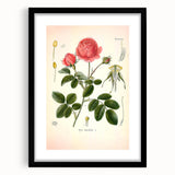 Vintage Botanical Illustration of Rose – Botanical Art Prints