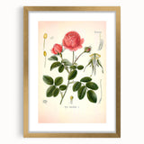Vintage Botanical Illustration of Rose – Botanical Art Prints