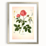 Vintage Botanical Illustration of Rose – Botanical Art Prints