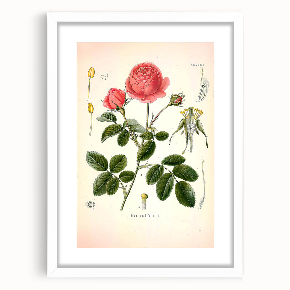 Vintage Botanical Illustration of Rose – Botanical Art Prints