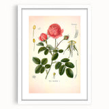 Vintage Botanical Illustration of Rose – Botanical Art Prints