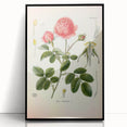 Vintage Botanical Illustration of Rose – Botanical Art Prints