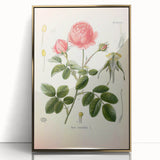 Vintage Botanical Illustration of Rose – Botanical Art Prints