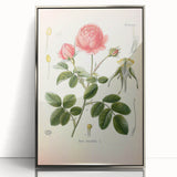 Vintage Botanical Illustration of Rose – Botanical Art Prints
