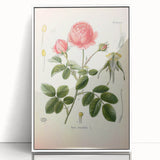 Vintage Botanical Illustration of Rose – Botanical Art Prints