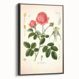 Vintage Botanical Illustration of Rose – Botanical Art Prints