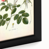 Vintage Botanical Illustration of Rose – Botanical Art Prints