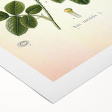 Vintage Botanical Illustration of Rose – Botanical Art Prints