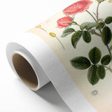 Vintage Botanical Illustration of Rose – Botanical Art Prints