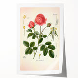 Vintage Botanical Illustration of Rose – Botanical Art Prints