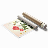 Vintage Botanical Illustration of Rose – Botanical Art Prints