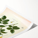 Vintage Botanical Illustration of Rose – Botanical Art Prints