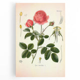 Vintage Botanical Illustration of Rose – Botanical Art Prints