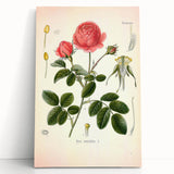Vintage Botanical Illustration of Rose – Botanical Art Prints
