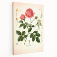 Vintage Botanical Illustration of Rose – Botanical Art Prints