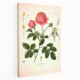 Vintage Botanical Illustration of Rose – Botanical Art Prints
