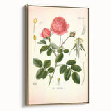 Vintage Botanical Illustration of Rose – Botanical Art Prints