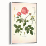 Vintage Botanical Illustration of Rose – Botanical Art Prints
