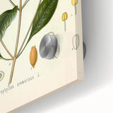 Vintage Botanical Illustration of Clove – Botanical Art Prints