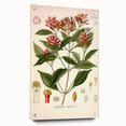 Vintage Botanical Illustration of Clove – Botanical Art Prints