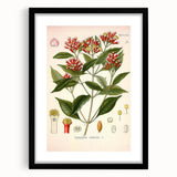 Vintage Botanical Illustration of Clove – Botanical Art Prints