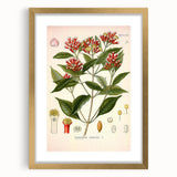 Vintage Botanical Illustration of Clove – Botanical Art Prints