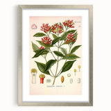 Vintage Botanical Illustration of Clove – Botanical Art Prints