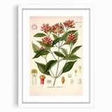 Vintage Botanical Illustration of Clove – Botanical Art Prints