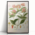 Vintage Botanical Illustration of Clove – Botanical Art Prints
