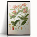 Vintage Botanical Illustration of Clove – Botanical Art Prints