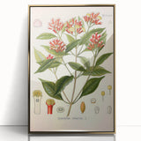 Vintage Botanical Illustration of Clove – Botanical Art Prints