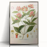 Vintage Botanical Illustration of Clove – Botanical Art Prints
