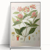 Vintage Botanical Illustration of Clove – Botanical Art Prints